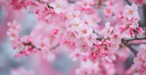 What are the benefits of Sakura extract for skin?